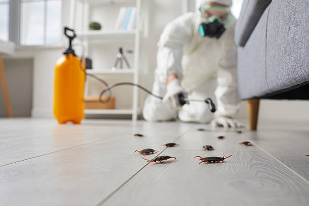 Commercial Rodent Management in La Grange